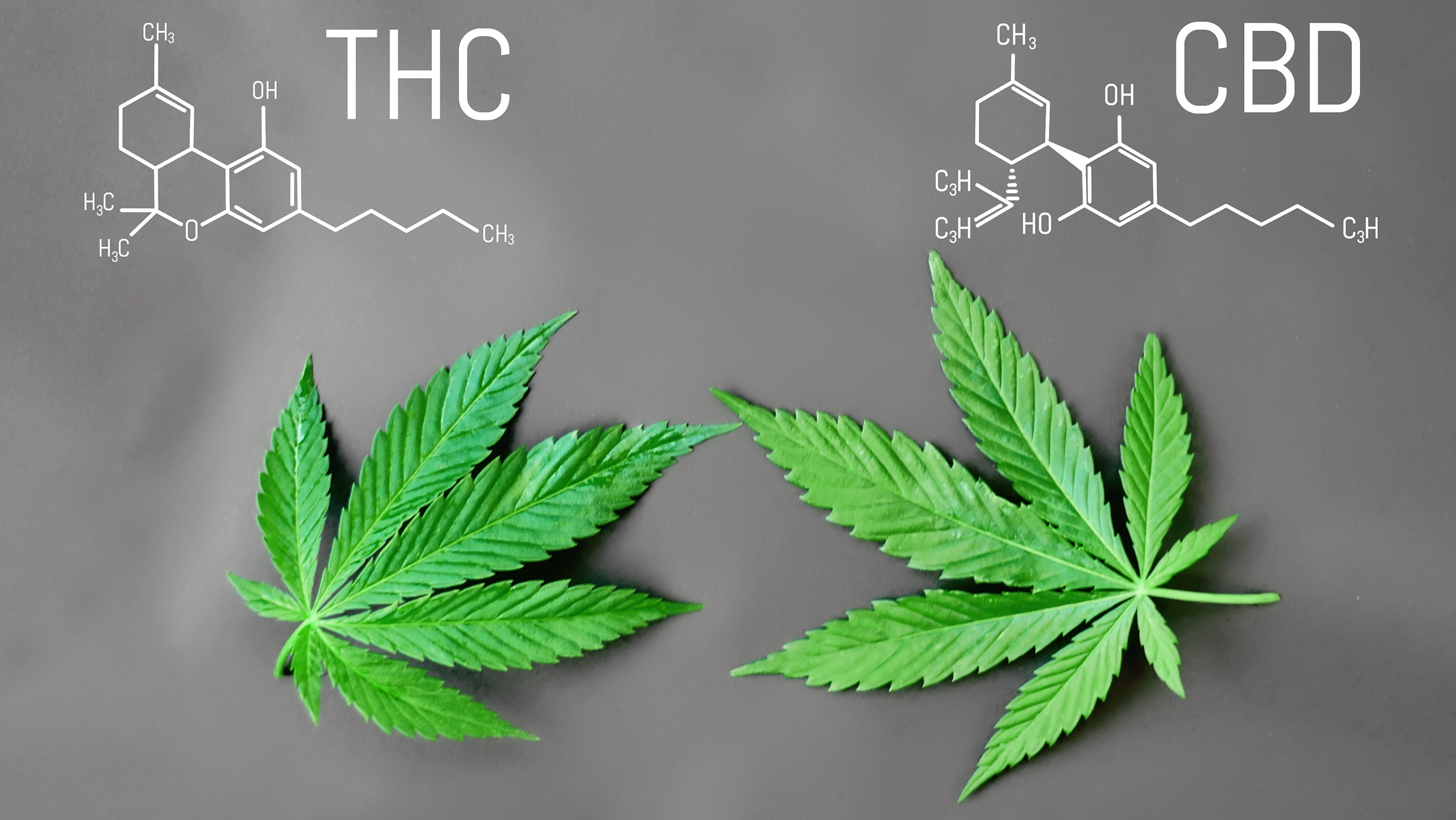 How CBD Blocks THC Euphoria Explained