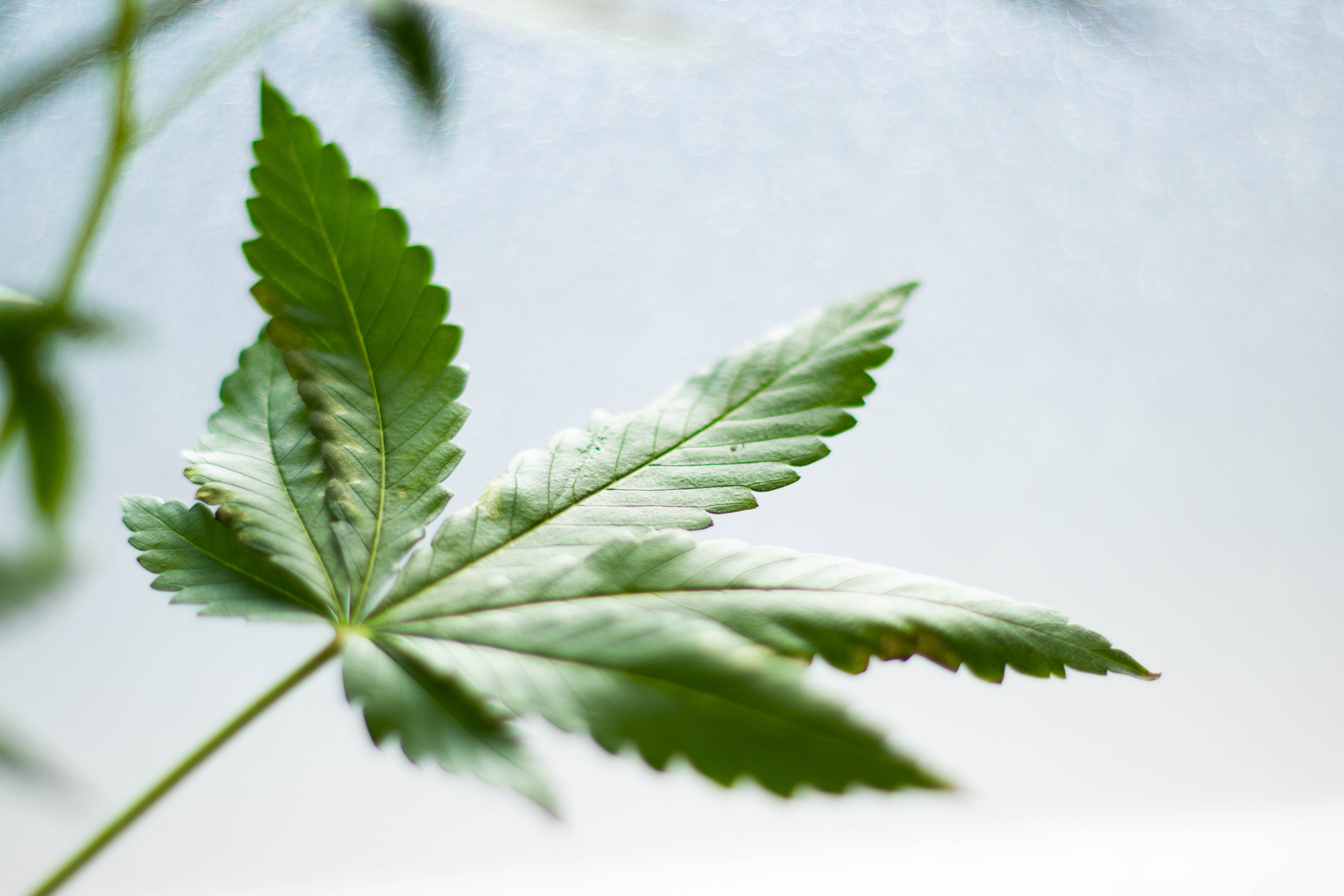 green leaf on white surface